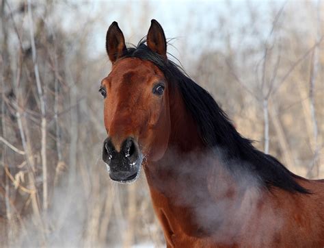 How To Exercise Your Horse Safely In Cold Weather By Alison Lincoln