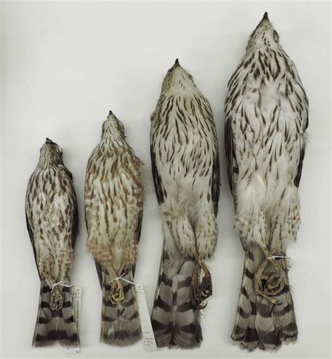 L To R Ventral View Juvenile Male And Female Sharp Shinned Hawks L