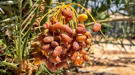 Scientists Grow Fresh Dates From A 6th Bce Seed Israel21c