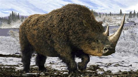 Ancient Intact Woolly Rhino Found In Siberian Permafrost