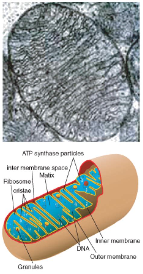 Cellular respiration in the largest biology dictionary online. Into the Mitochondrion: Making ATP with Oxygen ‹ OpenCurriculum