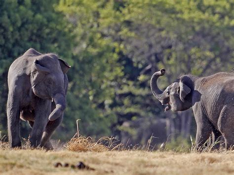 ANIMAL WORLD TokTil: Animal Conservation - Elephant census in Sri Lanka