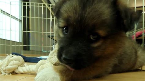 Cutest German Shepherd Mix The Daily Puppy Youtube