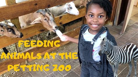 Kids Feeding Animals At The Petting Zoo Youtube