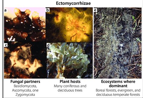 Four Different Species Of Ectomycorrhizal Fungi A D Growing