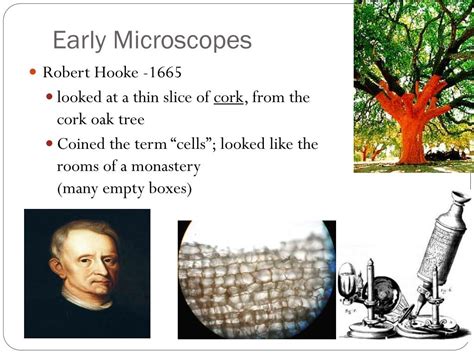 Distinguish between prokaryotes and eukaryotes. PPT - Chapter 7-1 Life is Cellular PowerPoint Presentation, free download - ID:2697551