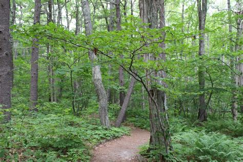 In The Shade Gardening With Native Plants From The Woodland Understory