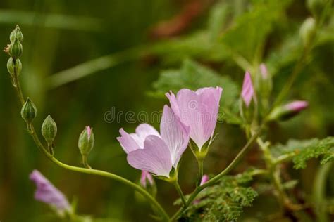 Pink Spring Checkerbloom Wildflowers Stock Image Image Of Prarie