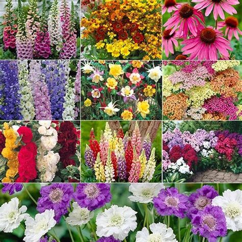 36 Best Plants For A Cottage Garden And Design Ideas Cottage Garden Plants Cottage Garden