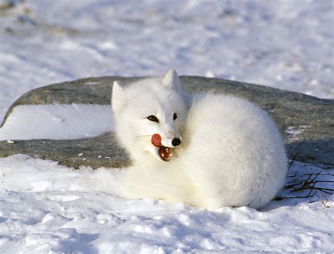Arctic Fox Encyclopedia Of Life