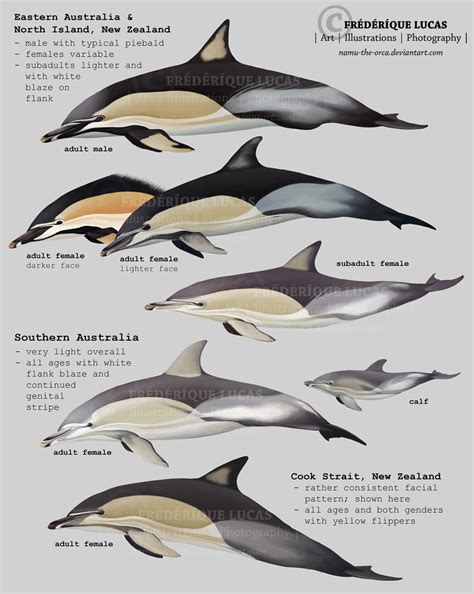 Common Dolphins Of Australia And New Zealand By Namu The Orca On Deviantart