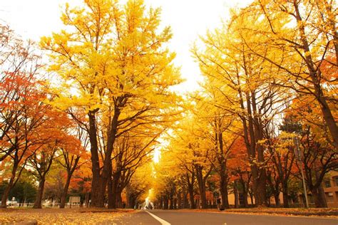 Uu Hokkaidoautumn Leaf Spots In Sapporo