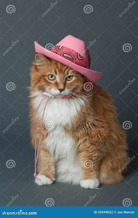 Ginger Cat In Pink Cowboy Hat Stock Photo Image Of Wearing Ginger
