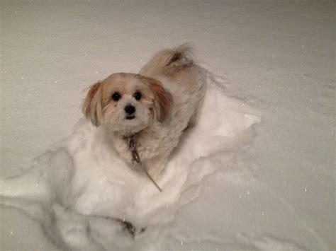Puppies Frolic In The Snow Cnn