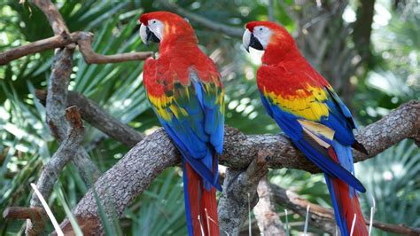 Top 10 Most Beautiful Birds Of Amazon Rain Forest Jungle Youtube