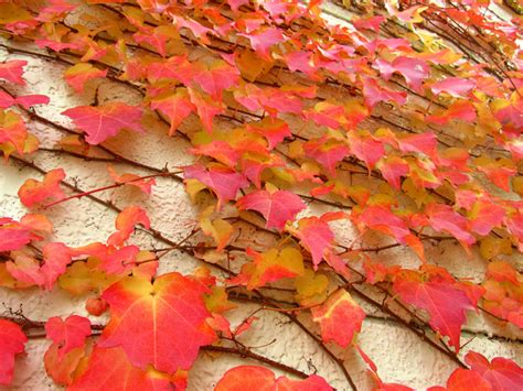 all about growing and caring for boston ivy