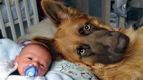 15 Things That You Have To Endure Of Your German Shepherd For Real Love