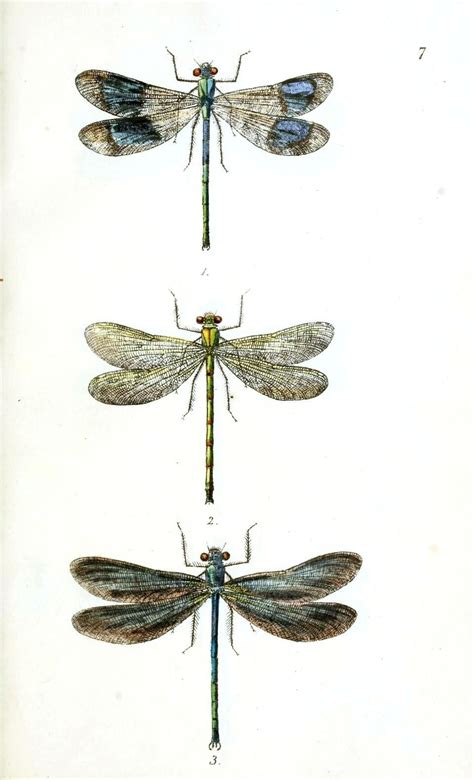 Vintage Dragonfly Prints Animal Insect Dragonfly 1 Vintage