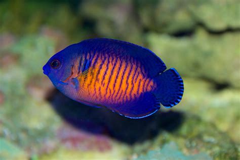 Coral Beauty Angelfish The Best First Angel Marine Fish Algaebarn