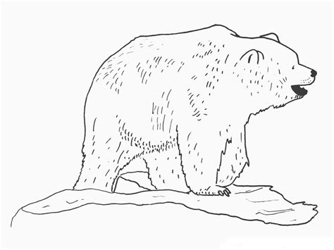 Coloring pages are a fun way for kids of all ages to develop creativity, focus, motor skills and color recognition. Bear Coloring Pages Realistic | Realistic Coloring Pages