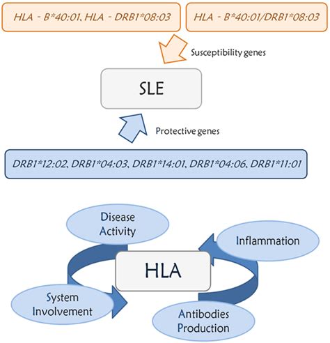 Association Between Hla‐b And Hla‐drb1 Polymorphisms And Systemic Lupus