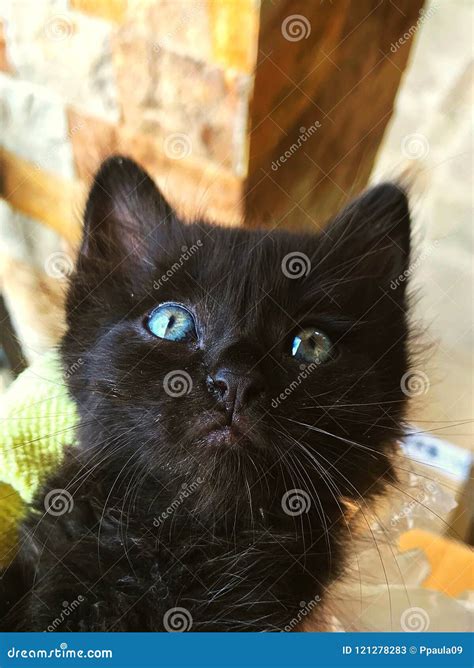 Mejorar Correspondiente Diligencia Gatitos Negros Ojos Azules No Puedo