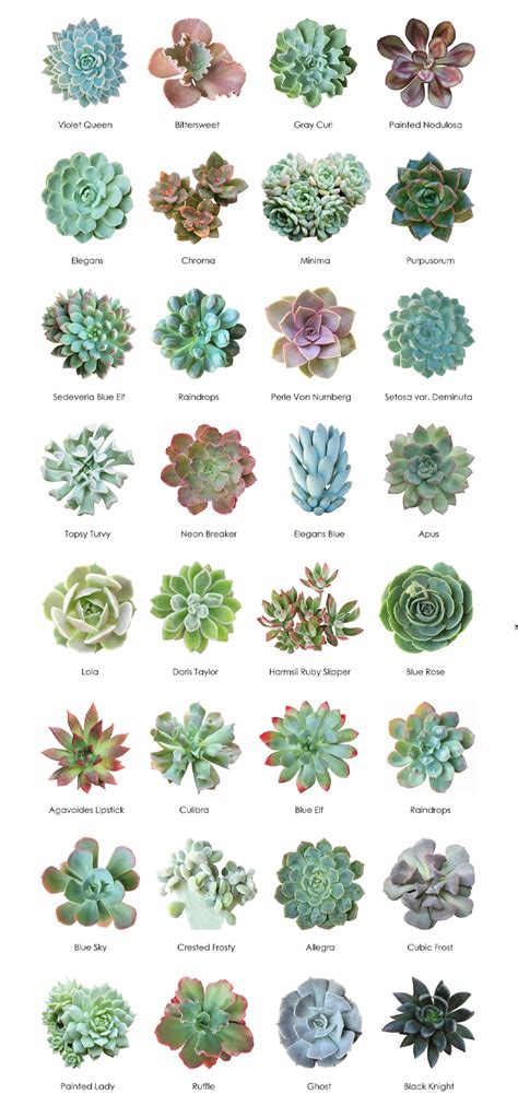 Za Succulent Identification Charts Za