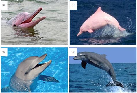 Pink Baby Bottlenose Dolphins