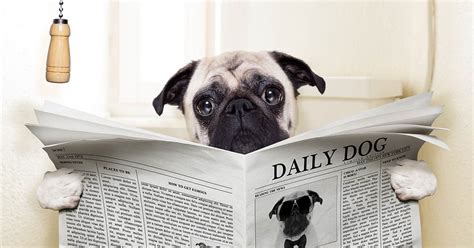 Pug Sitting On The Toilet And Reading A Newspaper Health Insight