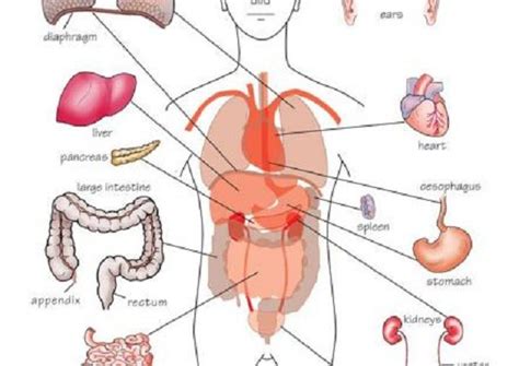 We did not find results for: Kids Drawing Of Abdominal Organs - dragons Pencil Drawings