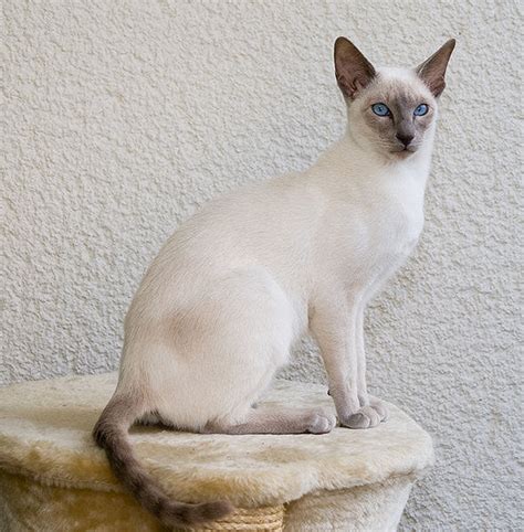 Сиамская кошка Это ТОРНАДО СИАМСКОЕ отзывы
