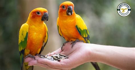 12 Common Diseases Of Parrots Causes Symptoms And Treatment Parrot