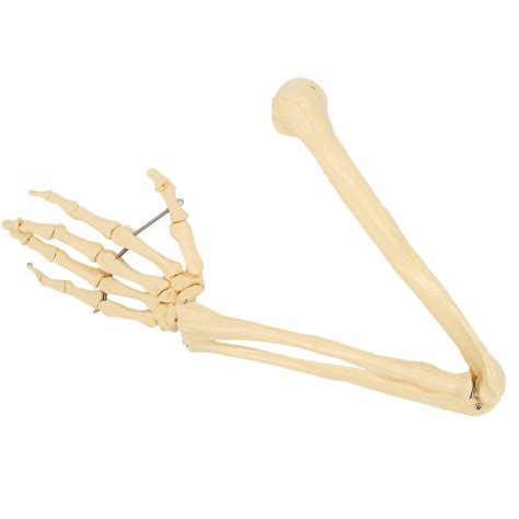 Arm Bone Model Upper Limb Bone Model Professional Upper Limb Bone For