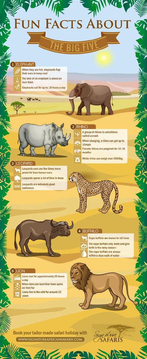 Fun Facts About The Big Five Infografia De Animales Selva Preescolar