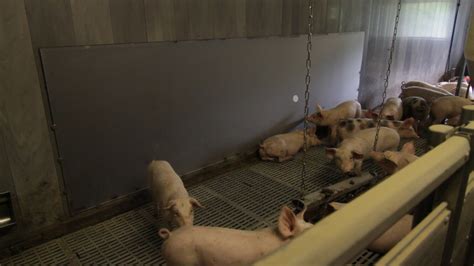 Pigs Play With The Help Of A Large Touch Sensitive Display Hubbub