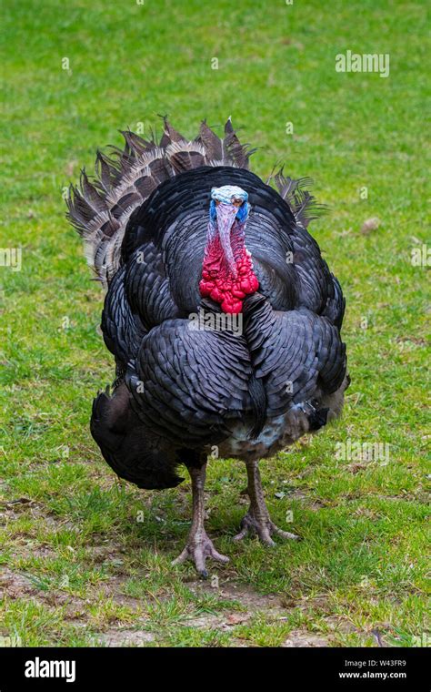 Black Spanish Norfolk Black Meleagris Gallopavo Male Tom Gobbler Domestic Turkey At Farm