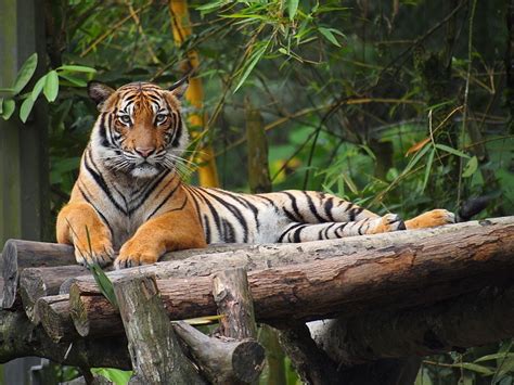 Explore and discover wonderful animals in taman negara, one of the most popular national parks in malaysia. Malayan Tiger: 11 Facts About Malaysia's National Animal