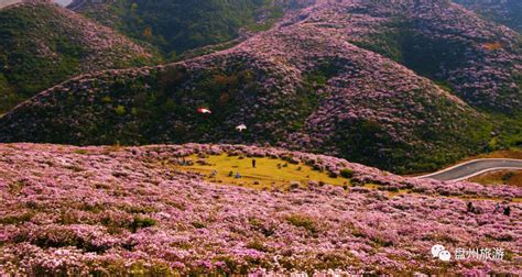 【盘州旅游】等春风吹来，等一场花开，等你乌蒙景区杜鹃花