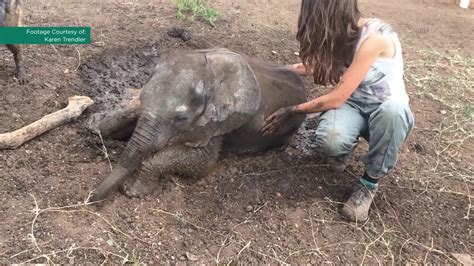 Orphaned Baby Elephant Forges Unlikely Friendship That Will Melt Your