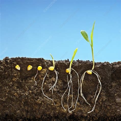 En ce jour de la terre, un grand merci aux élèves de secondaire 1 pour avoir réalisé ce beau projet avec les petits amis de la maternelle… Corn germination - Stock Image C007/1144 - Science Photo ...