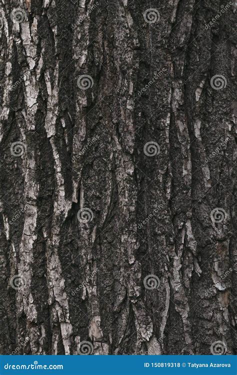 Surface Dark Texture Of Tree Bark Abstract Brown Pattern Of Weathered