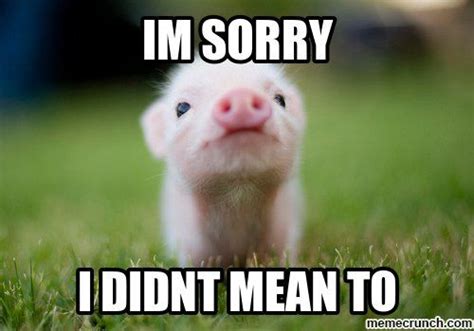 Best 21 Im Sorry Memes Baby Animals Pictures Baby Animals Baby Pigs