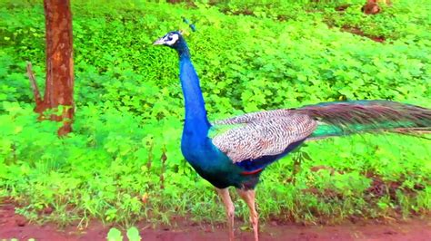 Amazing Peacock In Gir Forest Gujarat India طاووس بري اية في الجمال في