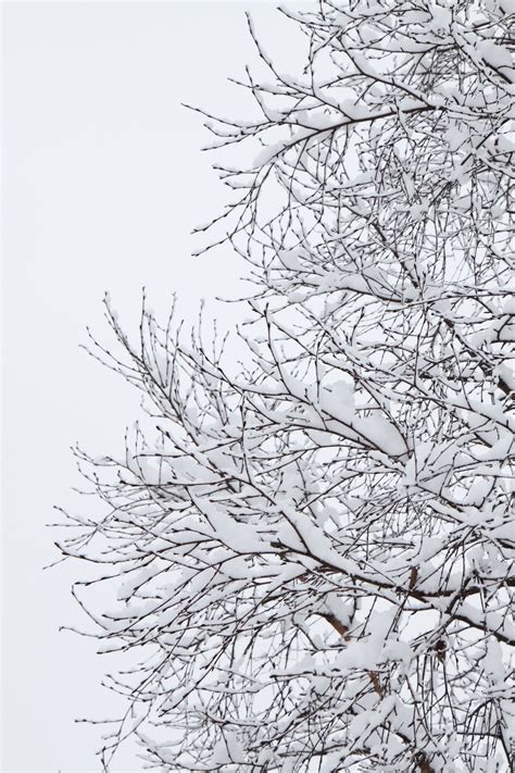 무료 이미지 나무 자연 분기 감기 겨울 검정색과 흰색 목재 화이트 서리 얼음 선 눈이 내리는 덮은