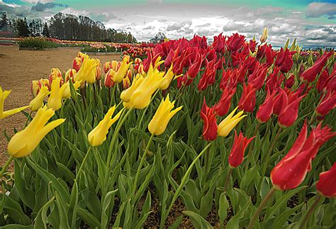 Tulips In The Wind Photograph By Dale Stillman Fine Art America