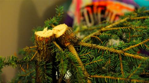 Heres How To Restore A Community With Your Old Christmas Tree Grist