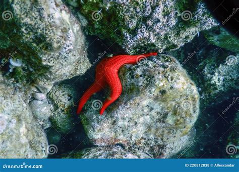 Red Starfish On The Sea Floor Echinaster Sepositus Underwater Stock