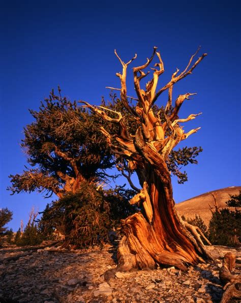 Ancient Bristlecone Pine Forest Sierra Nevada Geotourism