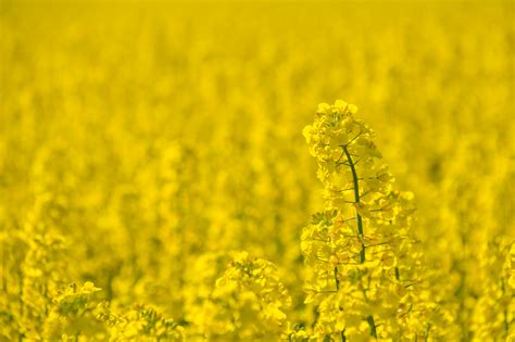 Wallpaper Landscape Food Field Yellow Rapeseed Flower