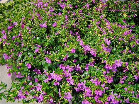 Amazing Mexican Heather A Fail Proof Plant